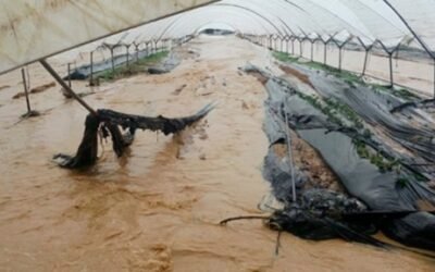 Visto bueno al 42º Plan de Seguros Agrarios financiado con 256,5 M€ para 2021