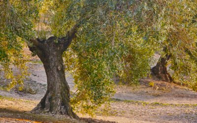 Campaña 2020/2021 en Jaén: rendimientos y producción inferior al pronóstico del aforo oficial