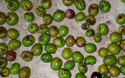 Detectan la presencia de la lepra del olivo en Australia