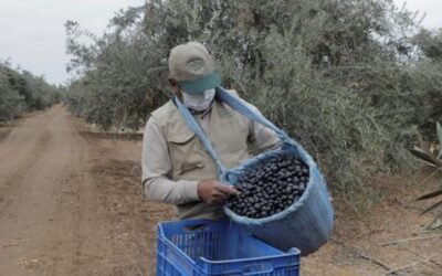 Productores de #aceituna apuntan a nuevas variedades para mejorar cifras de #exportación ► https://pst.cr/3Dhb7 #Perú #AceitunaPeruana #cultivos #agricultura variedad #sevillana #criolla