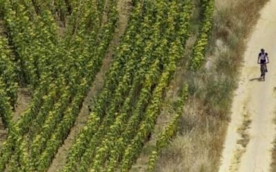 RT by @ManzanillaOlive: ? Día Mundial del Suelo: la #agricultura de conservación, su mejor aliada.
?✅ Las #cubiertas #vegetales y la rotación de #cultivo son dos de las prácticas básicas que se pueden llevar a cabo para frenar la #erosión del #suelo.
@abcdesevilla ⏩ https://sevilla.abc.es/agronoma/noticias/agricultura/dia-mundial-del-suelo-la-agricultura-de-conservacion-su-mejor-aliada/