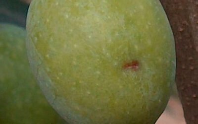 Un trabajo de la UCO sobre el control de la mosca del olivo, premiado por la Fundación Caja Rural del Sur