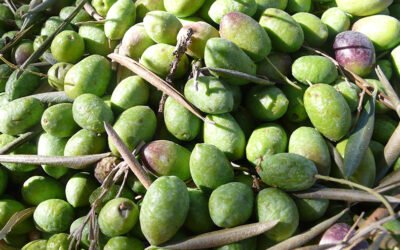 Las existencias totales de aceite de oliva en noviembre se sitúan en las 511.916 toneladas