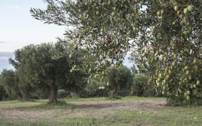 La apuesta por el olivar ecológico