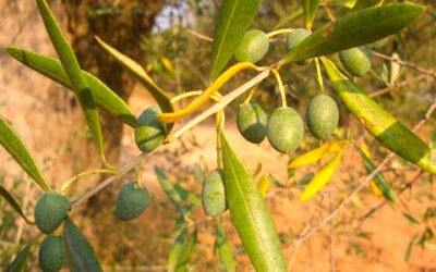 La demanda mundial de aceite de oliva superará en un 6,4% la producción de esta campaña