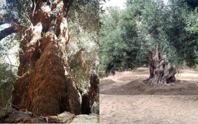 Reconocimiento a los Olivos Monumentales de América del Sur
