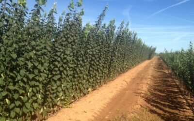Vivero de membrillo, una nueva visión del formato de plantación basado en el microinjerto