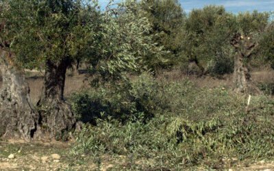 La Fundación Savia presenta un proyecto para llevar la economía circular al olivar