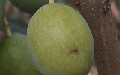 Un estudio sobre el control de la mosca del olivo de la UCO, recibe el premio «Ricardo López Crespo»