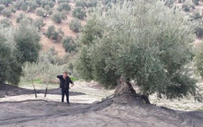 La gestión cooperativa del olivar reduce los costes de producción