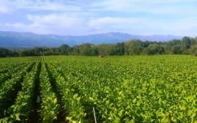 El sector tabaquero, los aranceles americanos y la convergencia interna. Por Tomás García Azcárate