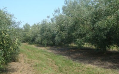 Uruguay espera una buena cosecha en la campaña 2020/21