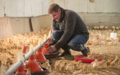 Los piensos para alimentación animal tuvieron alzas considerables en el pasado año