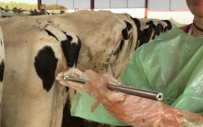 Prevención de gestaciones gemelares en vacas lecheras