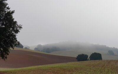 El FEGA publica un informe sobre el reparto de los derechos de pago básico en las 50 regiones agronómicas