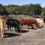 Balance climático de AEMET: 2020 ha sido el año más cálido en España, en Europa y en el mundo