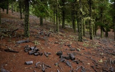 España se suma a la Declaración de Ambición 2025 contra la deforestación