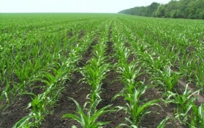 Ecoculture Biosciences logra un incremento de la producción de maíz del 18% con su tecnología NHDeltaCa