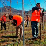 Relevo generacional: Un joven que se incorpora a una nueva explotación necesitaría 370.000€, solo en tierras, para una renta anual de 18.600€