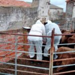 La nueva ley de Bienestar Animal de Cantabria sancionará el abandono animal con hasta 60.000 euros