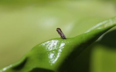 El programa de control del huanglongbing de los cítricos en California