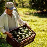 El problema de cada año: Nueva ola de robos de aguacates aún inmaduros para su venta en mercadillos locales