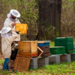 El papel del apicultor profesional y la detección temprana de enfermedades, primordial para el sector a nivel internacional
