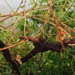 Los seguros agrarios experimentan una evolución positiva con un incremento del 5% de las pólizas en 2020