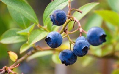 El mercado brasileño se abre el arándano producido en Huelva