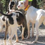 ¡ Ánimo valientes!