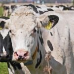 España detecta un nuevo caso de vaca loca de cepa atípica tras casi dos años sin notificar ninguno