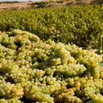 Guerra del cava: Cataluña responde a las CCAA y pide al Gobierno que «respete» las decisiones de las DO