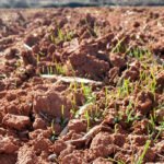 Insisten en la «necesidad» de que la caza sea declarada actividad esencial para evitar daños a la agricultura y ganadería