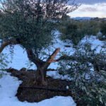 Reclaman celeridad para gestionar la compensación de los daños provocados en el olivar por el temporal en Cataluña