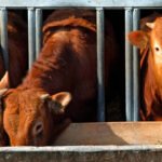 Cinco meses de prisión a un ganadero que infectó con brucelosis a sus vacas para cobrar las indemnizaciones por su sacrificio