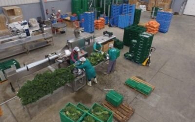 El MAPA pide a Bruselas 313 M€ para financiar los programas operativos de 2021 de las OP hortofrutícolas