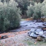 Alerta en el sector: Preguntan al Ministerio si tiene conocimiento sobre negociaciones para ampliar los contingentes de aceite para Túnez