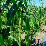 Primer pulso británico tras el Brexit: Aboga por respaldar una edición genética que cjocaría con la política de la UE