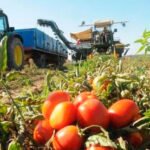 El sector del tomate insiste en que no firmar ni un solo contrato que no repercuta un 25% en el precio de lo que propone la industria