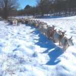 Daños del temporal: Piden un plan para la recuperación del olivar y la ganadería afectados por el temporal