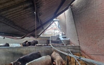 Filomena: Ugama alerta que aún quedan muchos animales aislados