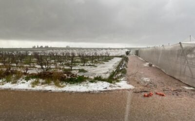 Las indemnizaciones del seguro agrario se elevaron a 603 M€ en el pasado 2020