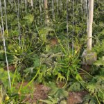 El frío intenso amenaza con desabastecer los mercados de frutas y hortalizas por la caída de la producción