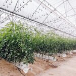 Consejos prácticos: “En invierno el riego en hidroponía debe ajustarse para evitar problemas por exceso de agua”