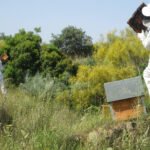 Andalucía consensúa con el sector apícola el incremento presupuestario del 70% del Programa Nacional Apícola