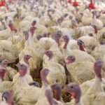 El Gobierno refuerza las medidas bioseguridad para evitar la influenza aviar en España