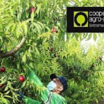 Satisfacción en Cooperativas ante el anuncio de Brasil de reabrir sus fronteras a la ciruela extremeña