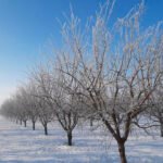 Filomena tira hacia arriba el precio de la almendra al provocar que se vaya a retrasar la floración