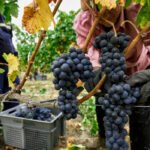 Ley Cadena Alimentaria: «Hay introducir los costes de producción en la negociación contractual y profundizar en un cambio de mentalidad»