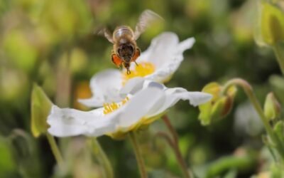 Calier anuncia a los ganadores de la XVII edición del concurso Foto Apicultura Calier